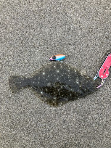 ソゲの釣果