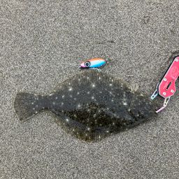 ソゲ