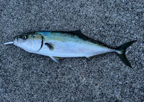 ハマチの釣果