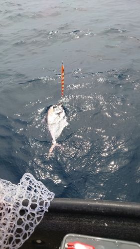 シマガツオの釣果