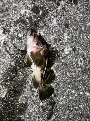 シマソイの釣果