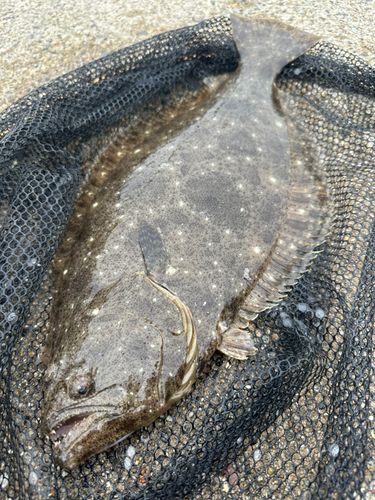 ヒラメの釣果