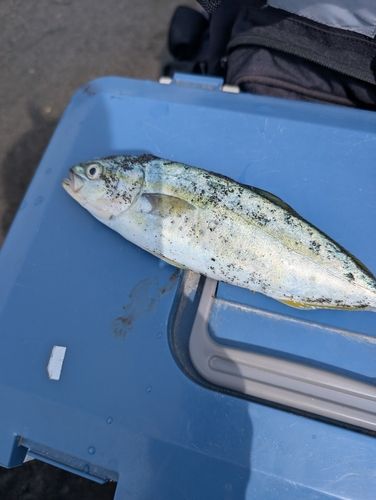 ワカシの釣果