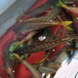 アジ