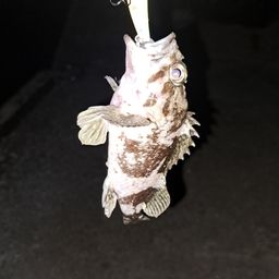 メバル