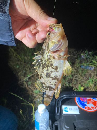 タケノコメバルの釣果