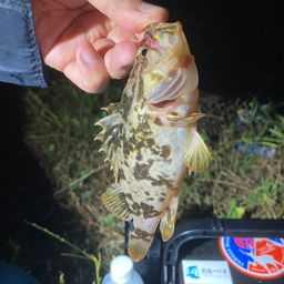 タケノコメバル