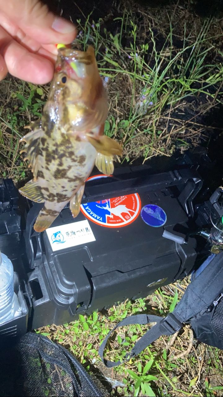 タケノコメバル