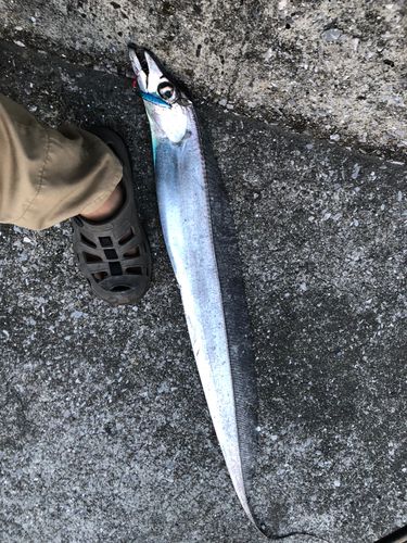 タチウオの釣果