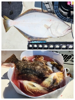 ヒラメの釣果