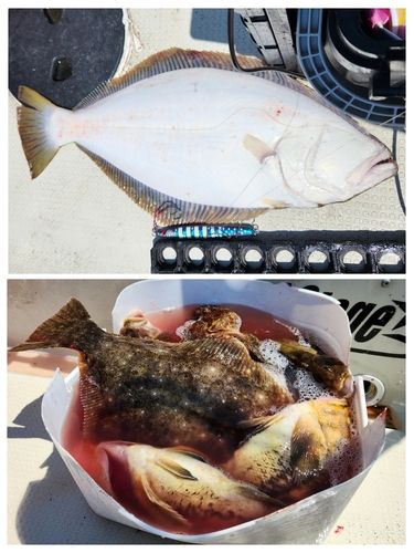 ヒラメの釣果