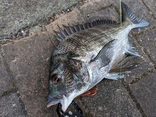 チヌの釣果
