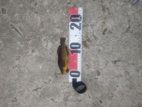 アイナメの釣果