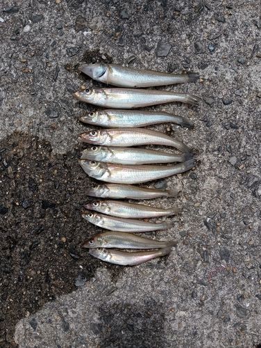 キスの釣果