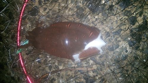 モンゴウイカの釣果