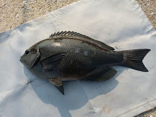 クロの釣果