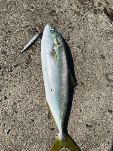 イナダの釣果