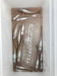 キスの釣果