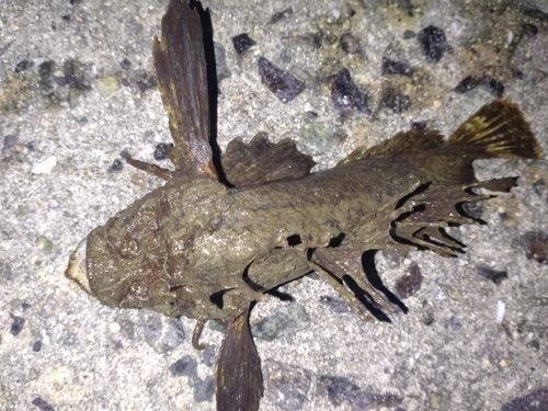 オニオコゼの釣果