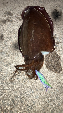 コウイカの釣果
