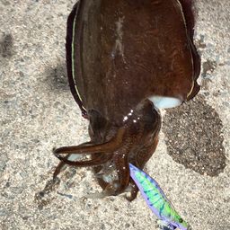 コウイカ