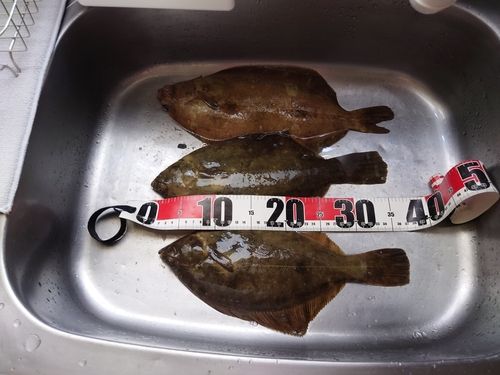 マコガレイの釣果