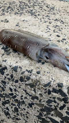 コウイカの釣果
