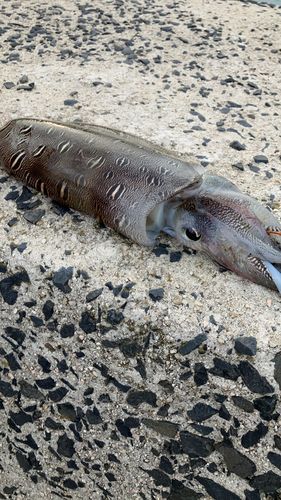 コウイカの釣果