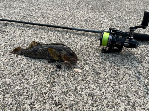アイナメの釣果