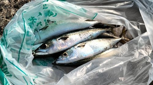 サバの釣果
