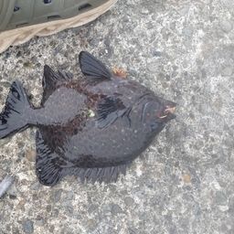 イシガキダイ