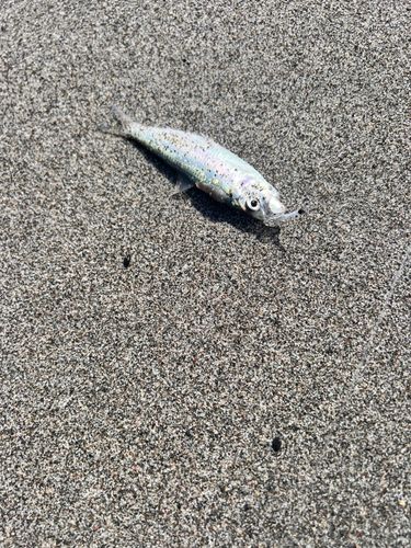 コハダの釣果