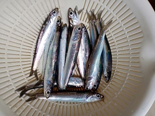 カタクチイワシの釣果