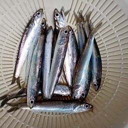 カタクチイワシ