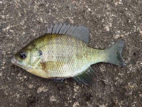 ブルーギルの釣果