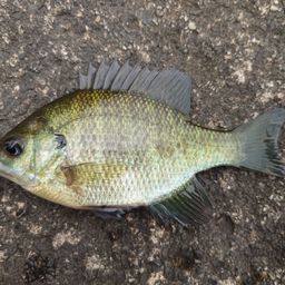 ブルーギル