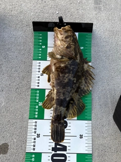 ベッコウゾイの釣果