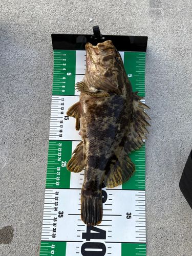 ベッコウゾイの釣果