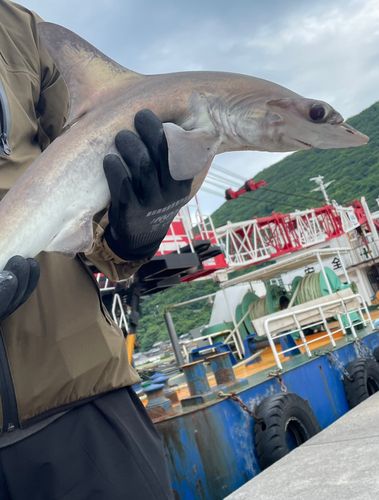 シュモクザメの釣果