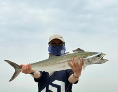 サワラの釣果