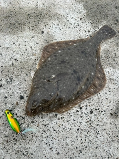 イシモチの釣果