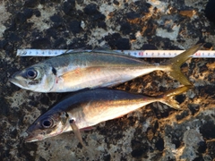 アジの釣果