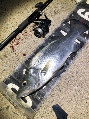 ヒラスズキの釣果