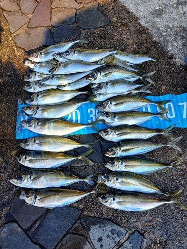 アジの釣果
