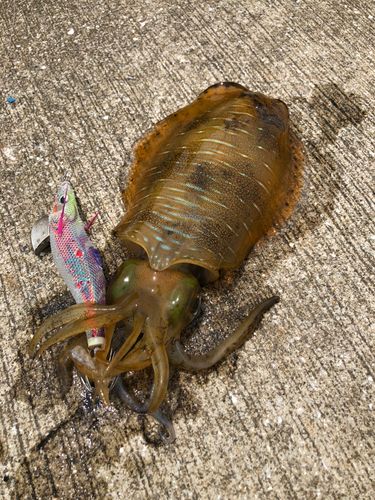 アオリイカの釣果