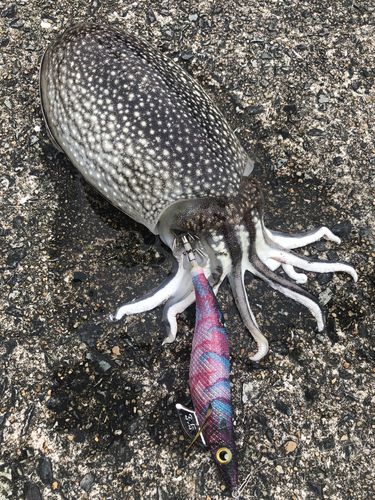 シリヤケイカの釣果