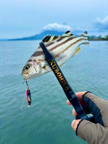 コトヒキの釣果