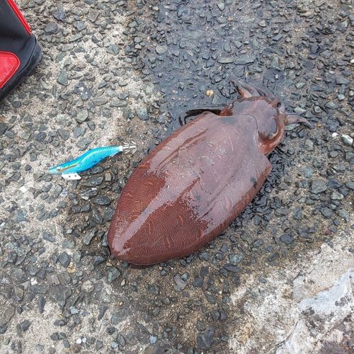 コウイカの釣果