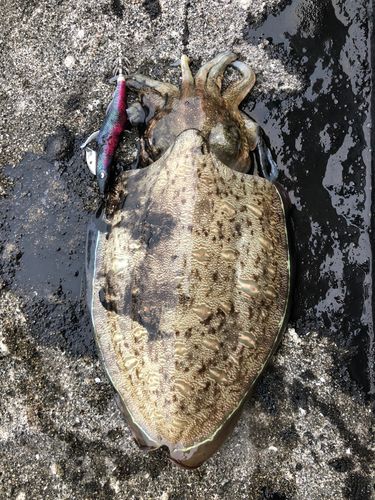 コウイカの釣果