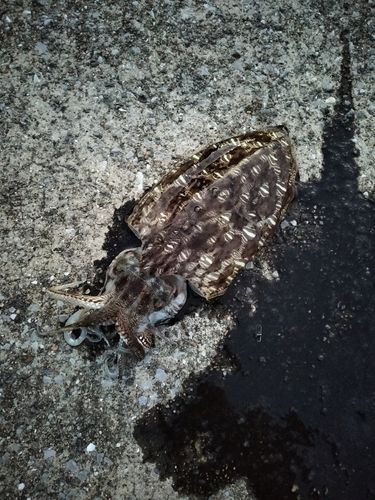 コウイカの釣果